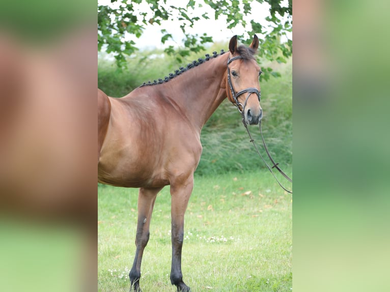 Duits rijpaard Merrie 5 Jaar 163 cm Bruin in Neuenrade