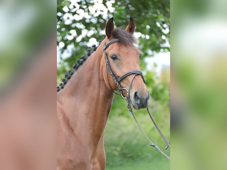 Duits rijpaard Merrie 5 Jaar 163 cm Bruin in Neuenrade