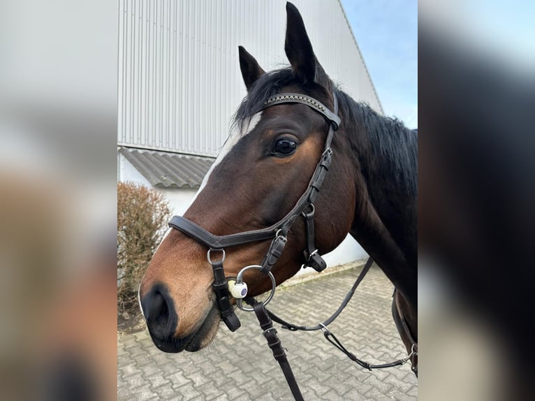 Duits rijpaard Merrie 5 Jaar 164 cm Bruin in Xanten