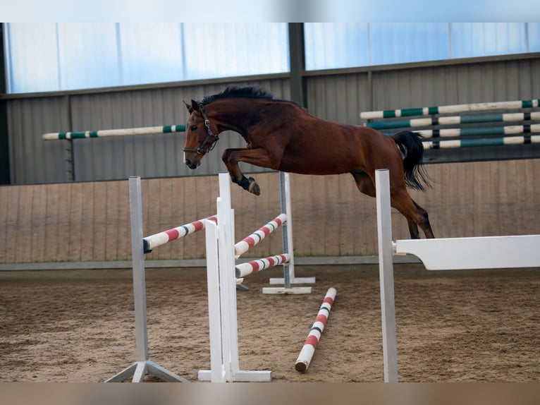 Duits rijpaard Merrie 5 Jaar 164 cm Bruin in Wermelskirchen