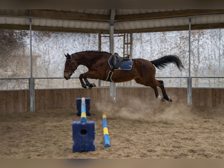 Duits rijpaard Merrie 5 Jaar 164 cm Bruin in Wermelskirchen