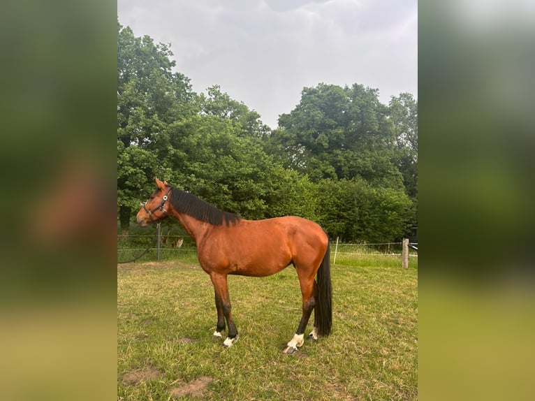 Duits rijpaard Merrie 5 Jaar 165 cm Bruin in Tecklenburg