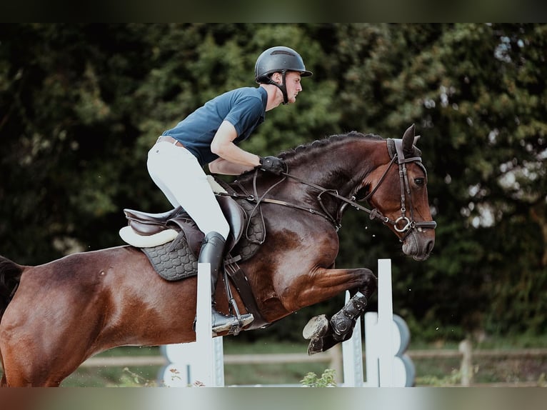 Duits rijpaard Merrie 5 Jaar 165 cm Bruin in Riedstadt