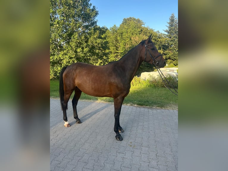 Duits rijpaard Merrie 5 Jaar 165 cm Donkerbruin in Pforzheim