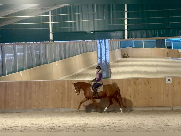 Duits rijpaard Merrie 5 Jaar 165 cm Vos in Bergheim