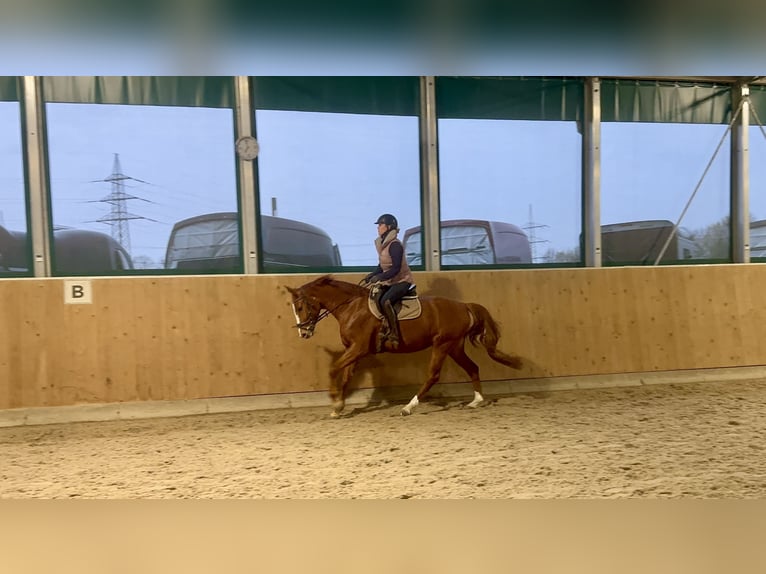 Duits rijpaard Merrie 5 Jaar 165 cm Vos in Bergheim