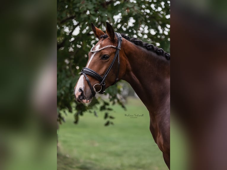 Duits rijpaard Merrie 5 Jaar 166 cm Donkerbruin in Hamminkeln