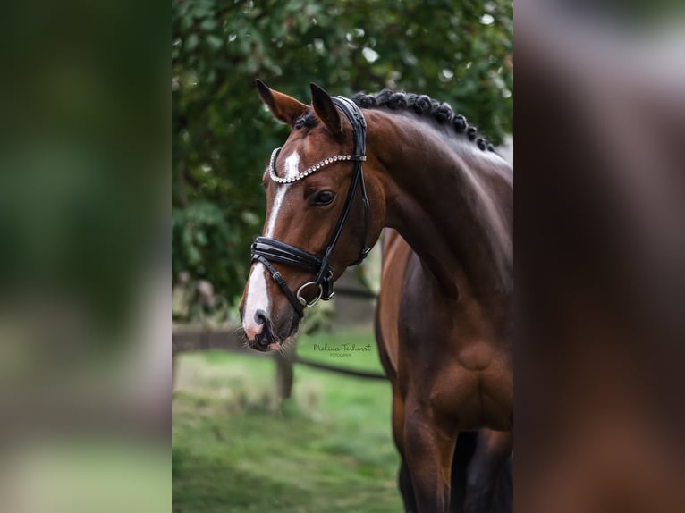 Duits rijpaard Merrie 5 Jaar 166 cm Donkerbruin in Hamminkeln