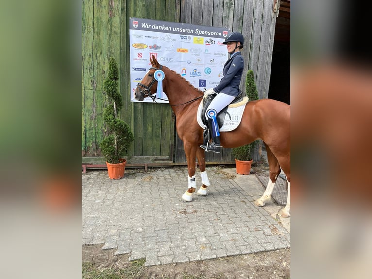 Duits rijpaard Merrie 5 Jaar 166 cm Vos in Königheim