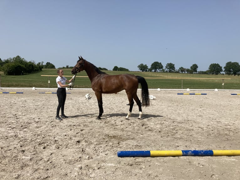 Duits rijpaard Merrie 5 Jaar 167 cm Bruin in Unterneukirchen