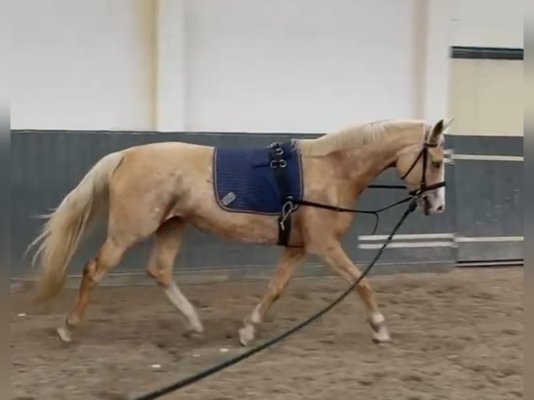 Duits rijpaard Merrie 5 Jaar 168 cm Palomino in Buchhain