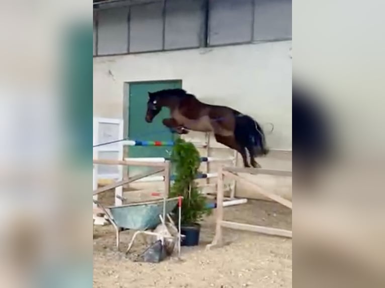 Duits rijpaard Merrie 5 Jaar 170 cm Bruin in Grevenbroich