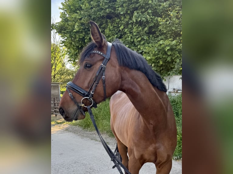 Duits rijpaard Merrie 5 Jaar 170 cm Bruin in Grevenbroich