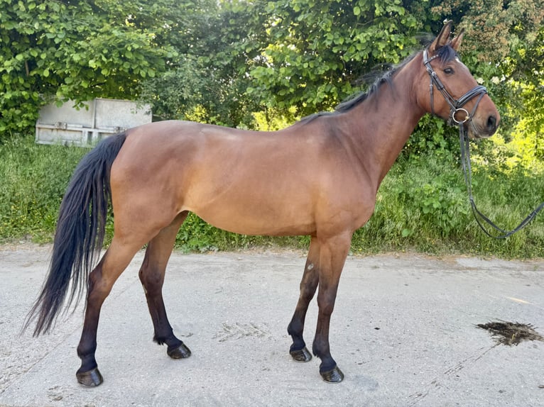 Duits rijpaard Merrie 5 Jaar 170 cm Bruin in Grevenbroich