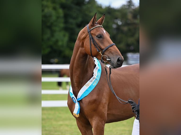 Duits rijpaard Merrie 5 Jaar 170 cm Bruin in Kirchanschöring