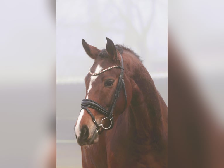 Duits rijpaard Merrie 5 Jaar 174 cm Bruin in Emsdetten