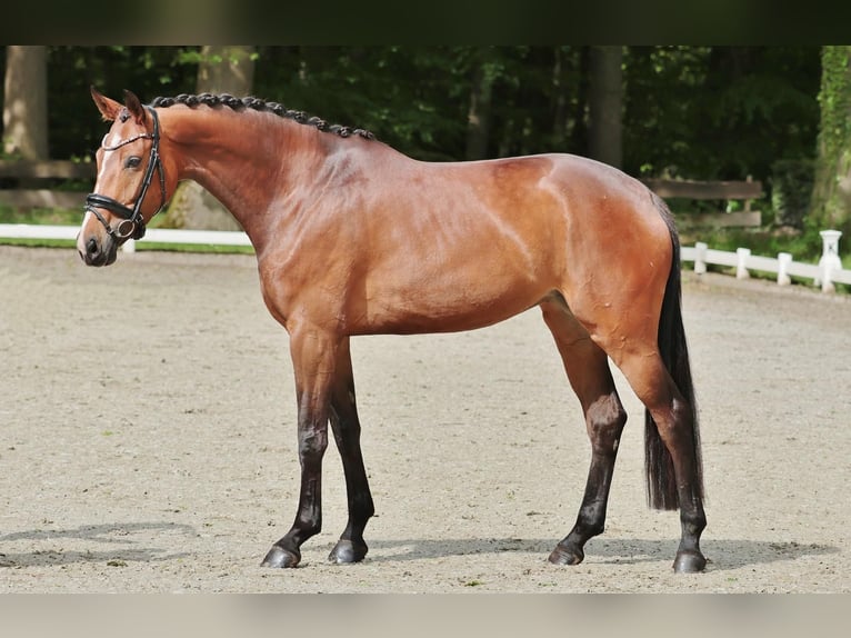 Duits rijpaard Merrie 5 Jaar 174 cm Bruin in Emsdetten