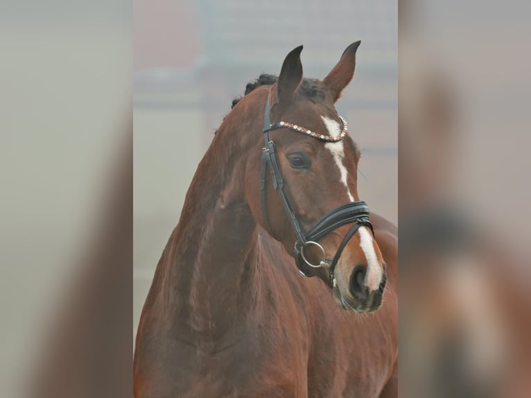 Duits rijpaard Merrie 5 Jaar 174 cm Bruin in Emsdetten