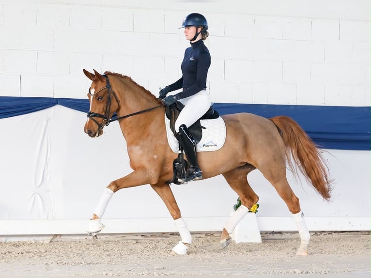 Duits rijpaard Merrie 6 Jaar 155 cm Vos in Davidschlag