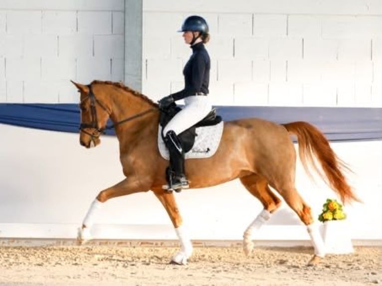 Duits rijpaard Merrie 6 Jaar 155 cm Vos in Davidschlag