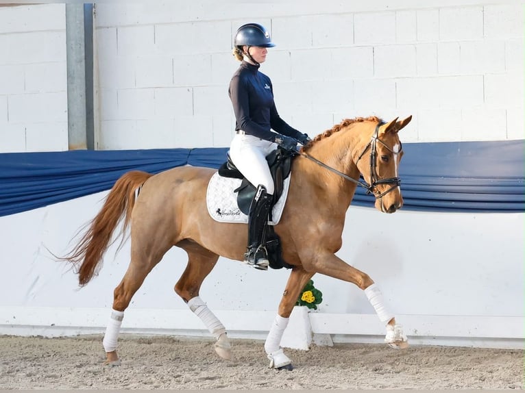 Duits rijpaard Merrie 6 Jaar 155 cm Vos in Davidschlag