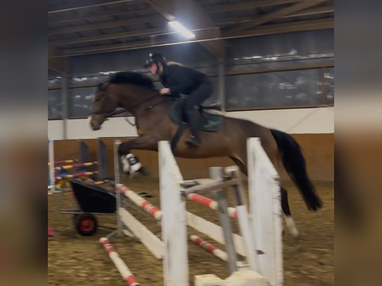 Duits rijpaard Merrie 6 Jaar 164 cm Bruin in Arnsberg