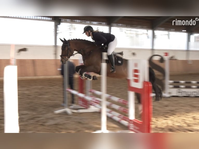 Duits rijpaard Merrie 6 Jaar 164 cm Bruin in Arnsberg