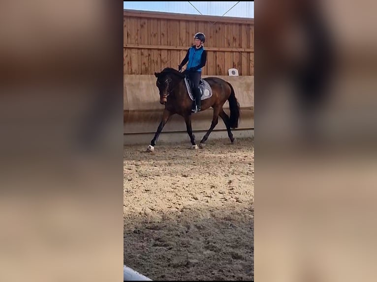 Duits rijpaard Merrie 6 Jaar 164 cm Donkerbruin in Machern