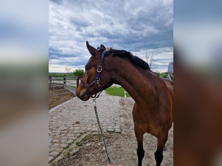 Duits rijpaard Merrie 6 Jaar 164 cm Donkerbruin in Machern