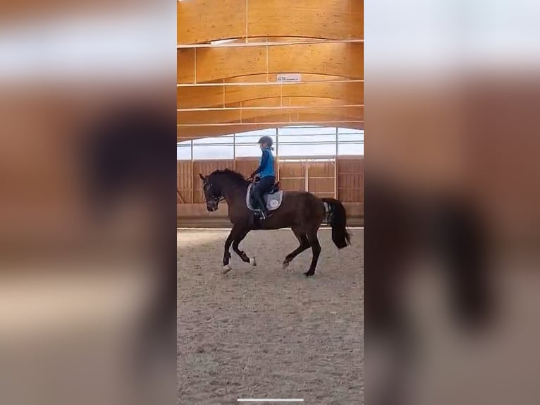 Duits rijpaard Merrie 6 Jaar 164 cm Donkerbruin in Machern