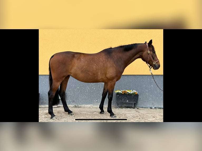 Duits rijpaard Merrie 6 Jaar 164 cm Donkerbruin in Machern