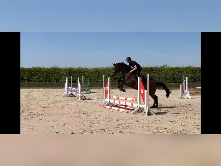 Duits rijpaard Merrie 6 Jaar 164 cm Donkerbruin in Machern