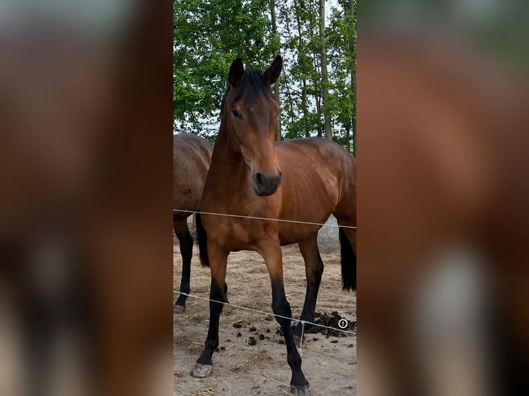 Duits rijpaard Merrie 6 Jaar 164 cm Donkerbruin in Machern