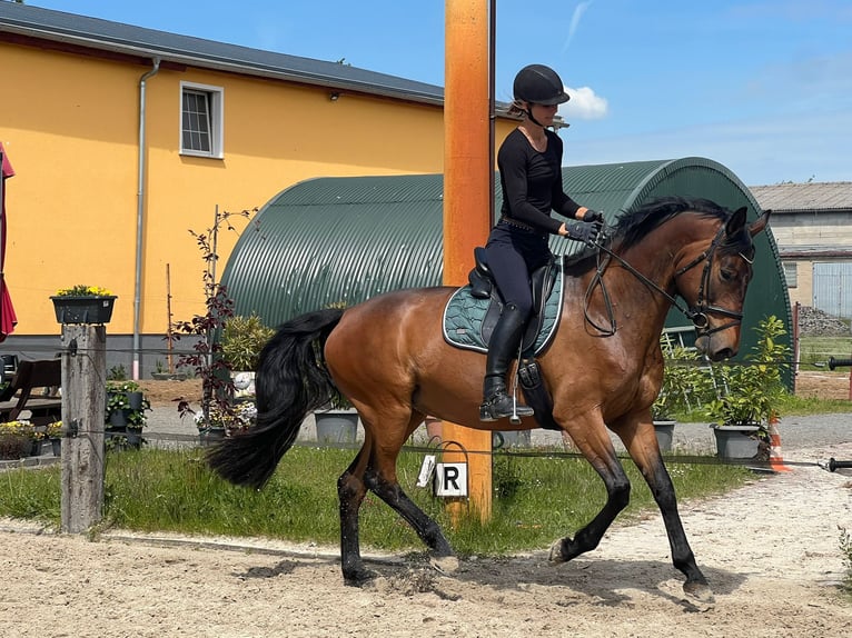 Duits rijpaard Merrie 6 Jaar 164 cm Donkerbruin in Machern