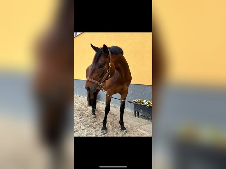 Duits rijpaard Merrie 6 Jaar 164 cm Donkerbruin in Machern