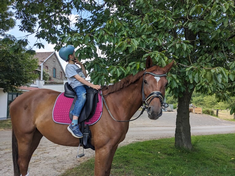 Duits rijpaard Merrie 6 Jaar 164 cm Vos in Essen
