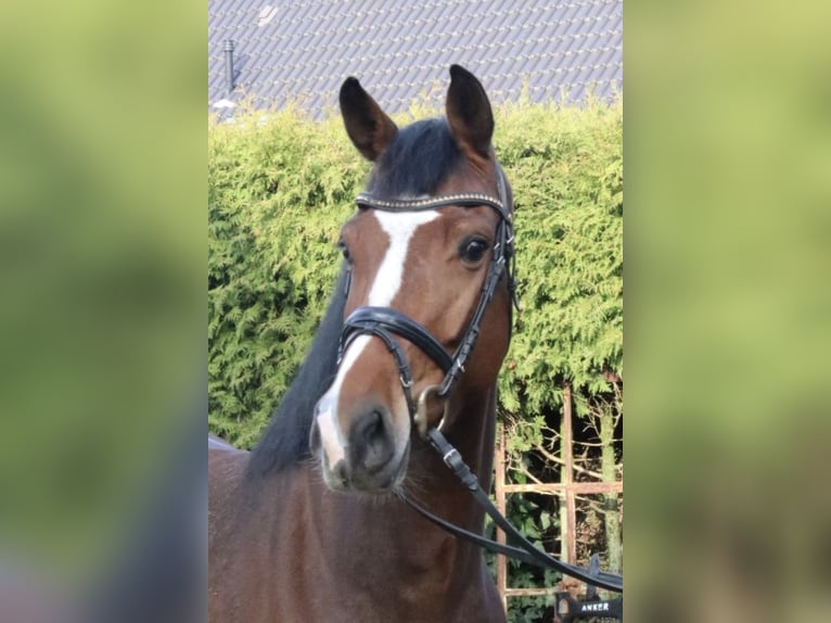 Duits rijpaard Merrie 6 Jaar 167 cm Bruin in Legden