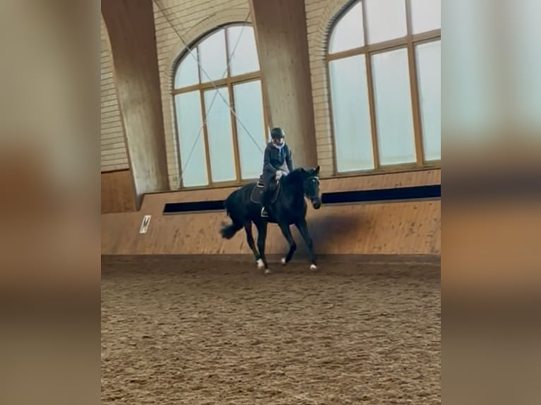 Duits rijpaard Merrie 6 Jaar 167 cm Donkerbruin in Wittichenau