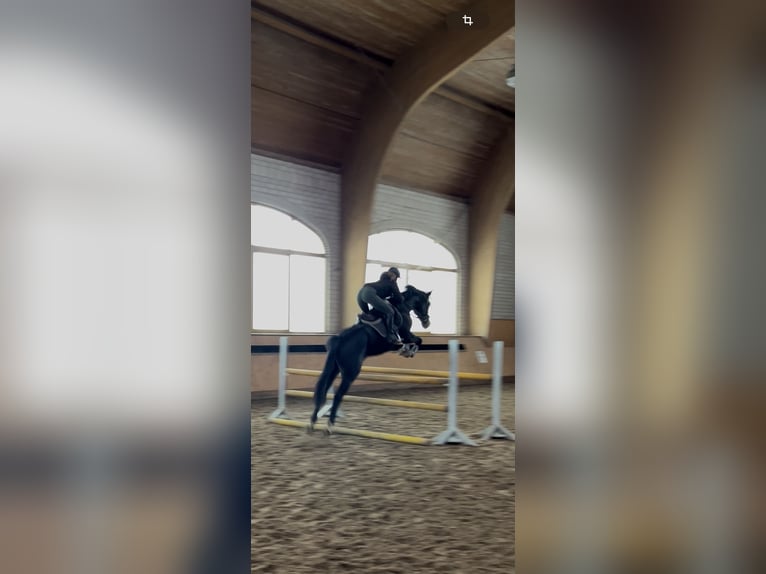 Duits rijpaard Merrie 6 Jaar 167 cm Donkerbruin in Wittichenau