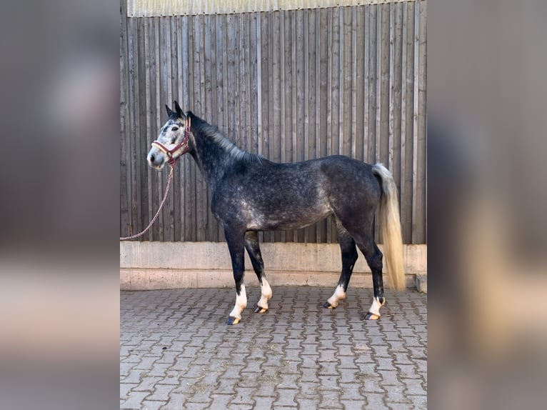 Duits rijpaard Merrie 6 Jaar 168 cm Appelschimmel in Dohna