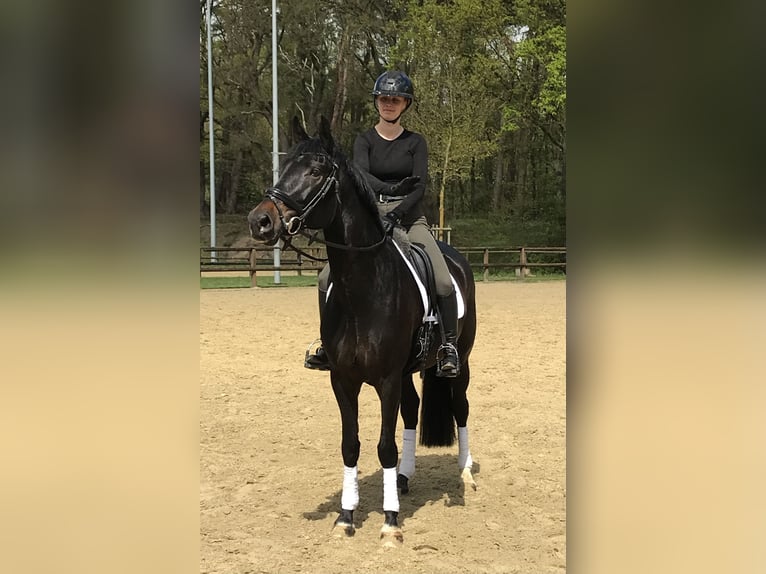 Duits rijpaard Merrie 6 Jaar 168 cm Donkerbruin in Sendenhorst
