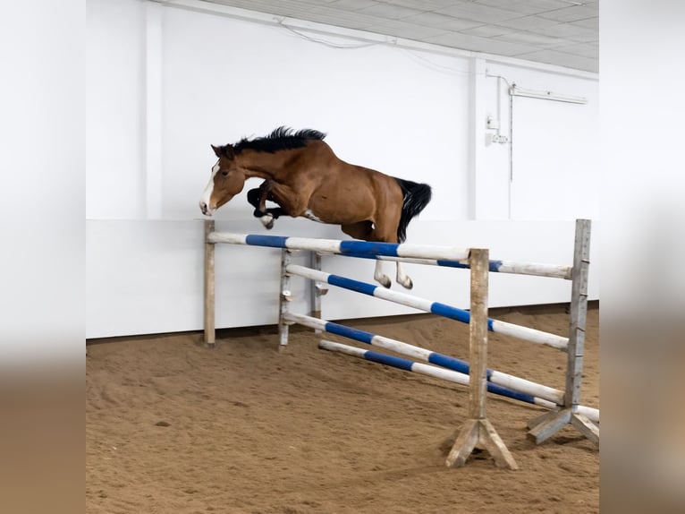 Duits rijpaard Merrie 6 Jaar 170 cm Bruin in Bruchmühlbach-Miesau