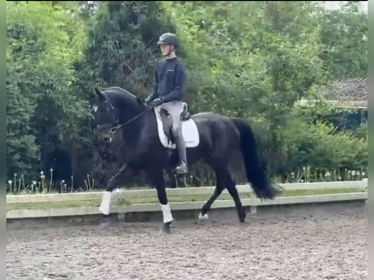 Duits rijpaard Merrie 6 Jaar 173 cm Zwartbruin in Krefeld