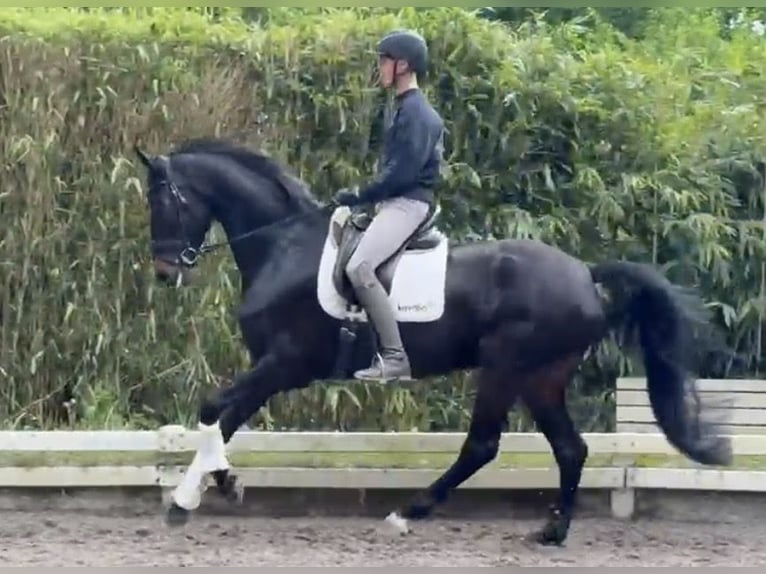 Duits rijpaard Merrie 6 Jaar 173 cm Zwartbruin in Krefeld