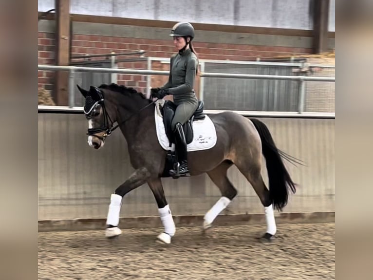 Duits rijpaard Mix Merrie 6 Jaar 175 cm Bruin in Chemnitz