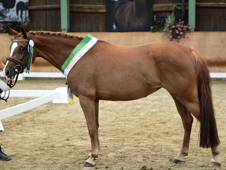 Duits rijpaard Merrie 7 Jaar 148 cm Vos in Sankt Peter am Kammersberg