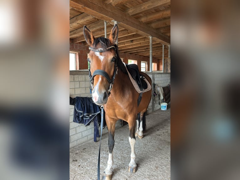 Duits rijpaard Mix Merrie 7 Jaar 150 cm in Burghaun