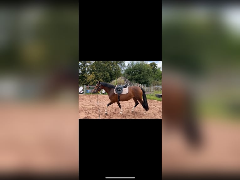 Duits rijpaard Mix Merrie 7 Jaar 150 cm in Burghaun