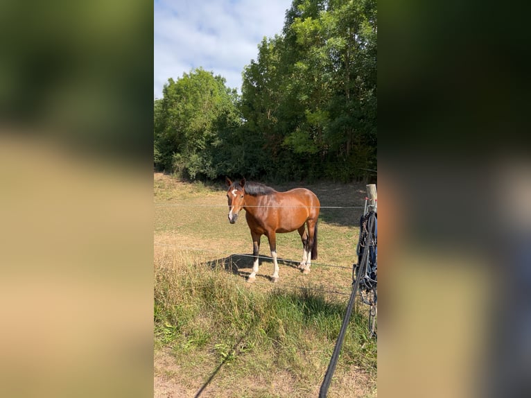 Duits rijpaard Mix Merrie 7 Jaar 150 cm in Burghaun