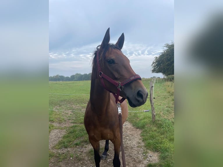 Duits rijpaard Merrie 7 Jaar 157 cm Bruin in Rerik